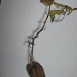 Aristolochia ringens 果実