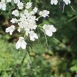 Daucus muricatus Fula