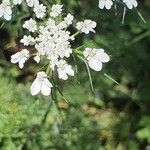 Daucus muricatus Květ