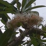 Pachypodium lamerei Fruit