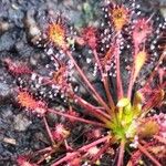 Drosera intermedia Lapas