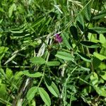 Vicia segetalis Plante entière