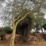 Vachellia xanthophloea Bark