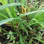 Carex pendula Hoja