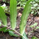 Coniogramme africana Hoja