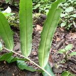 Coniogramme africana Leaf