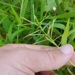 Paspalum repens Hoja