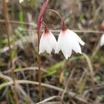 Acis autumnalis Blüte