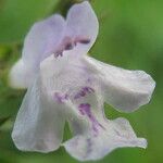 Clinopodium nepeta Květ