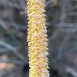 Alnus serrulata Flower