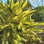 Alpinia zerumbet Leaf