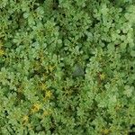 Sedum actinocarpum Лист