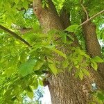 Carya cordiformis Blatt