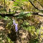 Jacaranda cuspidifolia Flor