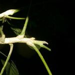 Angostura granulosa Corteza