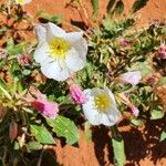 Eulobus californicus Flower