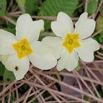 Primula vialii Blomma