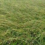 Themeda triandra ശീലം