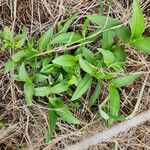 Commelina africana Leaf