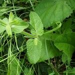 Salvia viridis Leaf