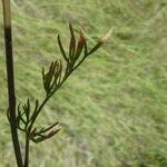 Seseli annuum Blatt