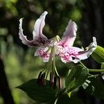 Lilium kelloggii Flower