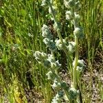 Verbascum undulatum Leaf