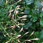 Jasminum polyanthum Flower