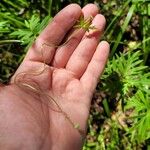 Aconitum volubile autre