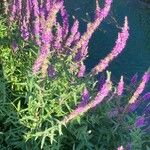 Lythrum salicariaFlower