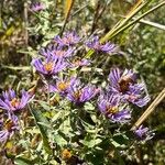 Symphyotrichum novae-angliaeFlower