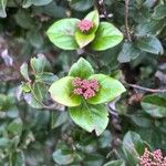 Viburnum rugosumFlower