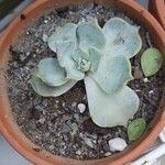 Echeveria lilacina Folio