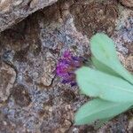 Trifolium usambarense Blatt