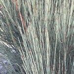 Ephedra foeminea Leaf