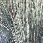 Ephedra foeminea Fuelha