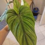 Philodendron colombianum