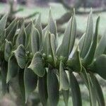 Araucaria araucana Blatt