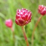 Armeria alpina Other