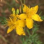 Hypericum perforatumFlower