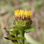 Inula salicina Flower