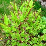 Ceanothus herbaceus Hábito