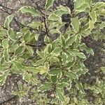 Pittosporum tenuifolium List