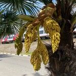 Trachycarpus fortunei Kvet