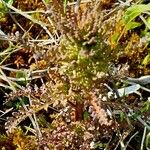 Pedicularis palustris ഇല