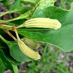 Pisonia artensis ഫലം
