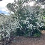 Feretia apodanthera Hábito