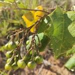 Solanum paniculatum Φρούτο