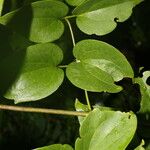 Clematis dioica पत्ता