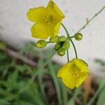 Diplotaxis tenuifolia 花